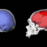 Fue la forma de nuestro cerebro, y no el tamaño, quien hizo posible la civilización