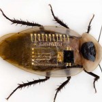 Científicos crean un aparato que imita el sistema nervioso de una cucaracha
