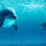 Ballenas y delfines “hablan” y tienen dialectos por regiones, ¿se te hace familiar?