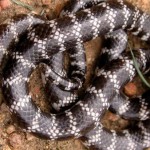 Descubren en Australia un nuevo tipo de serpiente venenosa
