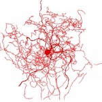 Descubren una nueva clase de neurona