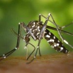 Los mosquitos no deberían poder volar, pero ahora sabemos cómo es posible