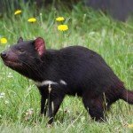 Diablo de Tasmania: otro mamífero diezmado por los atropellos