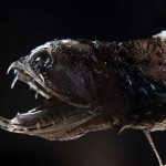 Descubren qué hace transparentes los dientes del pez dragón de aguas profundas