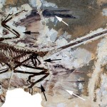 Descubren caspa en dinosaurio de 125 millones de años