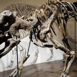 Revelan cómo feneció una manada entera de dinosaurios en el ‘Río de la Muerte’
