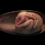 Descubren un dinosaurio bebé perfectamente conservado al interior de su huevo