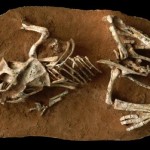 ¿Cuánto tiempo tardaba un dinosaurio en salir del cascarón?
