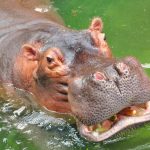 Este es el animal más temido de África… y no es el león