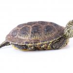 Los sonidos de los animales tienen un origen común en la evolución