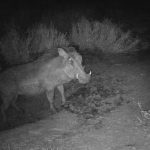 Insólitos ‘vecinos’ animales comparten la misma madriguera y no se han devorado unos a otros