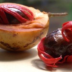 13 vegetales tóxicos que probablemente comes cada día