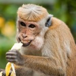 Las frutas actuales son tan dulces que los zoológicos están retirándolas de la dieta de algunos animales