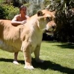 El ligre, un híbrido de un león y una tigresa se hace viral por su impresionante tamaño