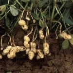 ¿Cómo crecen los cacahuetes?