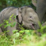 El enigmático origen de los elefantes de Borneo