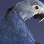 El pájaro de la película “Río” se ha extinguido en la naturaleza