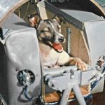Los detalles sobre la misión espacial rusa que llevará animales donde jamás estuvieron