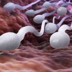 Logran combatir el cáncer a través del esperma