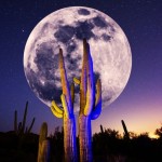 Un estudio descubre que las espinas de los cactus son un arma perfecta