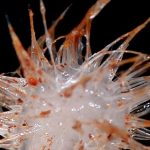 Encuentran tres nuevos depredadores desconocidos para la ciencia frente a las costas de Australia