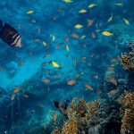 ESTADOS UNIDOS PERMITE LA PESCA EN REGIONES PROTEGIDAS