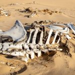 ¿Nos queda todavía tiempo para evitar una extinción masiva?