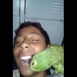 Asombro en redes sociales por loro ‘dentista’ que ‘quita dientes’ sin dolor