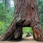 Tras 130 años aferrándose a la vida, el icónico túnel árbol de California se ha derrumbado