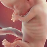 ¿Sabías que a las 11 semanas de gestación se determina si un humano es diestro o zurdo?