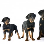 Equivalencia entre un año humano y la edad de los perros: fin de un mito