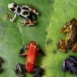 LAS RANAS MÁS BONITAS
