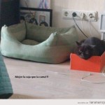 ¿Por qué a los gatos les gustan las cajas?