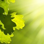 Se puede producir electricidad con plantas aprovechando la fotosíntesis