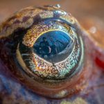 Algunos peces pueden regenerar sus ojos. Los humanos también tenemos los genes que lo permiten