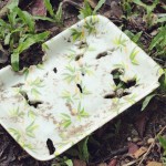 5 Formas de crear Plásticos Biodegradables | Te sorprenderán