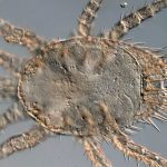 Descubren tres nuevos tipos de garrapatas que pueden causar la peste