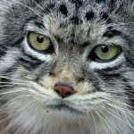 ¿Podemos aprender a leer las expresiones de los gatos? La ciencia dice que sí