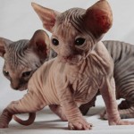 Gato Elfo | 3 curiosidades de una de las razas de gato más extrañas
