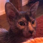 Gato Lykoi o gato lobo