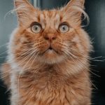 ¿Por qué caen los gatos siempre de pie?