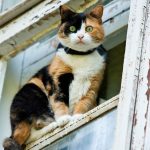 Rusia, el lugar con más gatos de Europa y el tercero del mundo