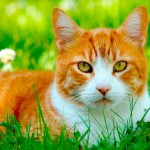 Estas son las razones por las que los gatos son bordes y antisociales, según la ciencia