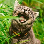 ¿MISTERIO RESUELTO¿ ¿POR QUÉ LOS GATOS COMEN PASTO?