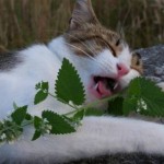 El químico natural que causa euforia en los felinos.