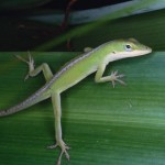 Así es como los geckos caminan sobre el agua