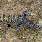 Fuertes garras, ojos rojos y ‘púas’: Descubren nueva especie de geco en la India