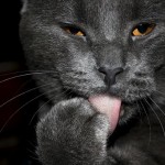 Esta es la verdadera razón por la que los gatos maúllan