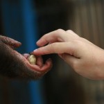 ¿Dentro de cuanto seremos los únicos primates en el planeta?