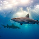 ¿Por qué los tiburones blancos se están reuniendo en masa en medio del Pacífico?